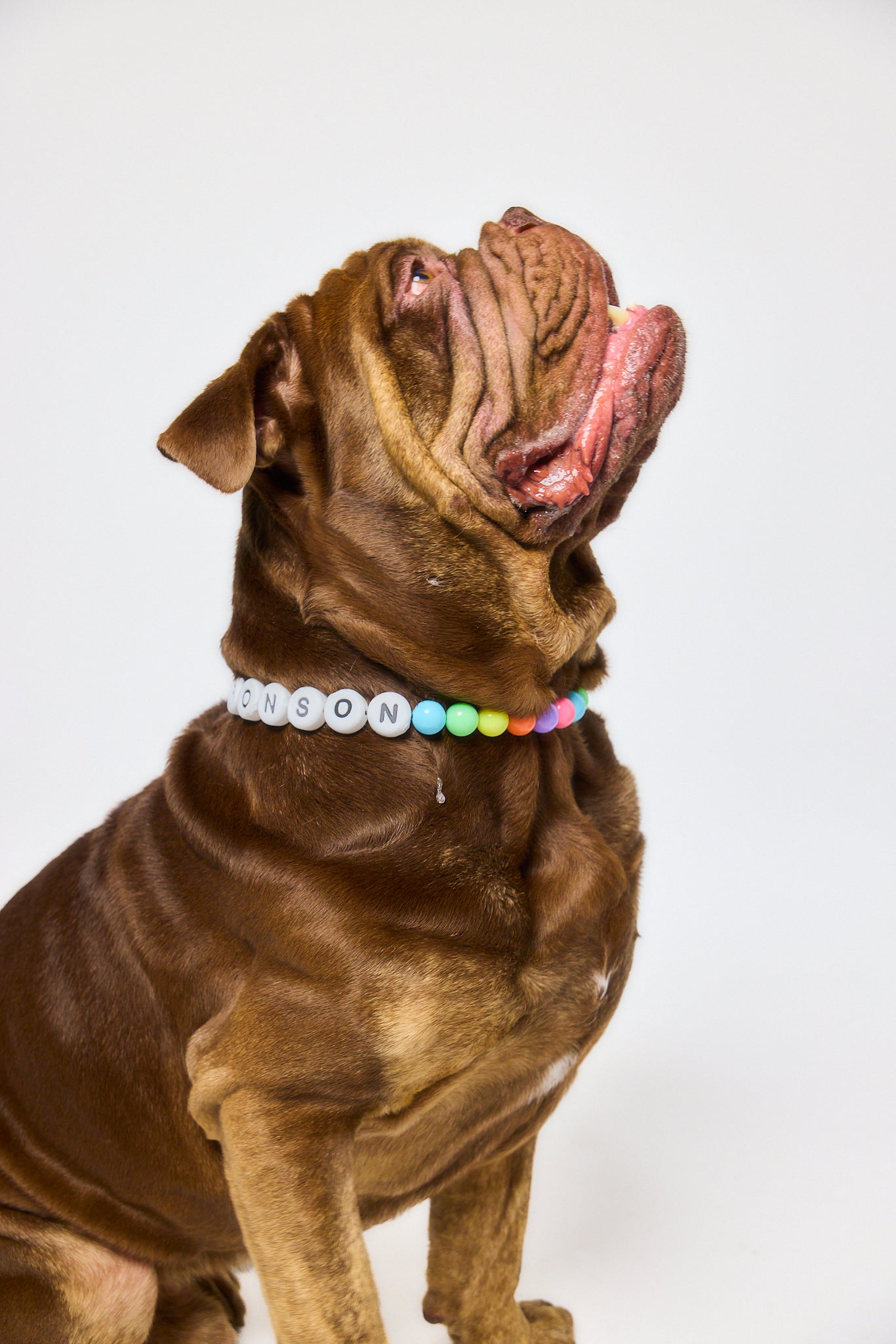 The Beaded Collar - Rainbow