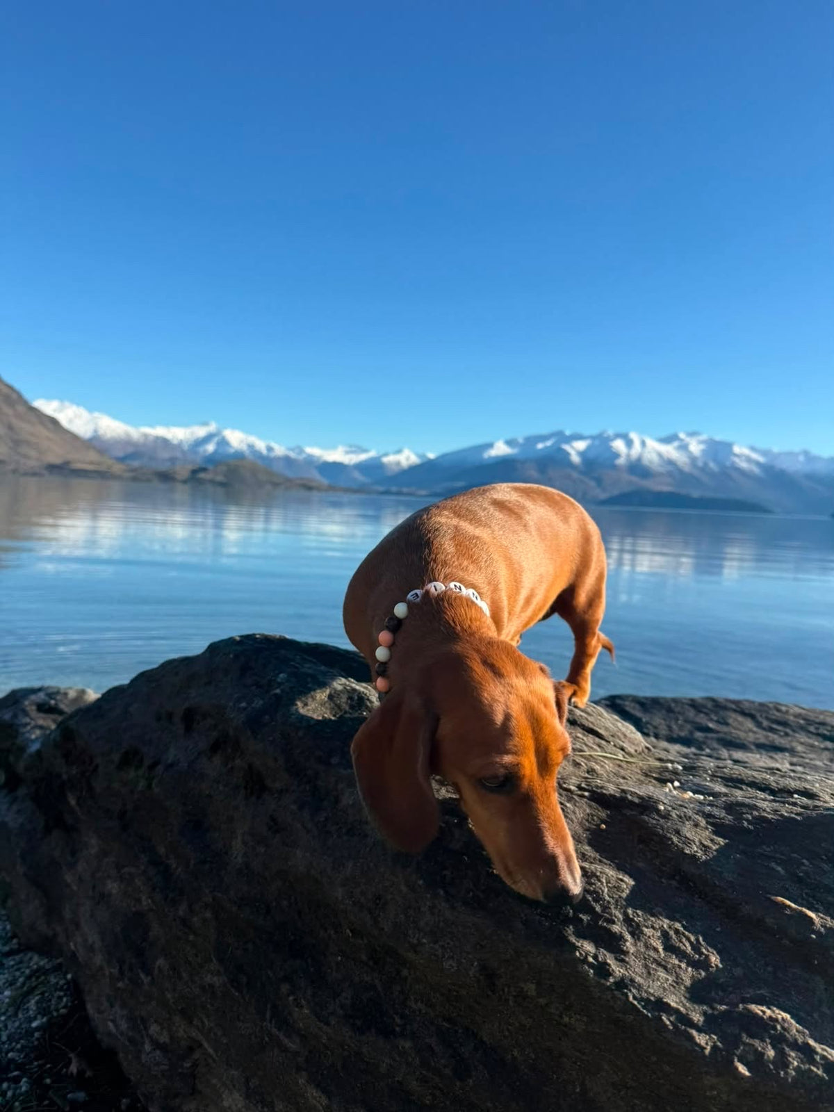 Miniature Dachshund