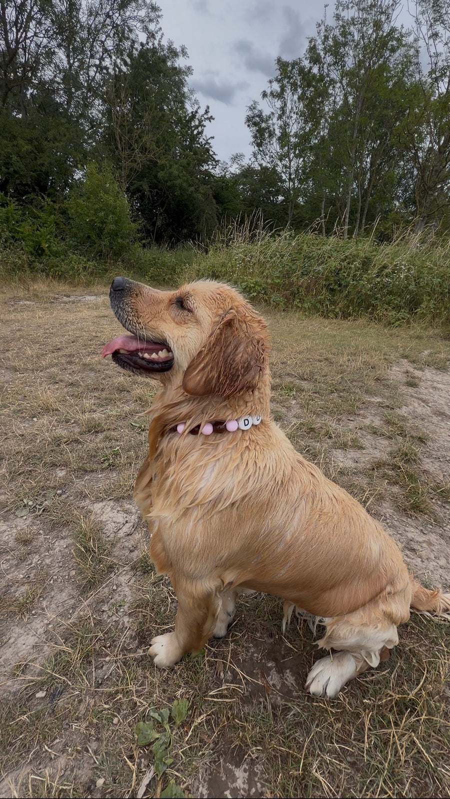 Golden Retriever