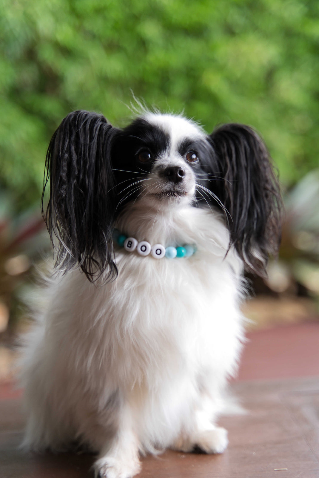 Papillon