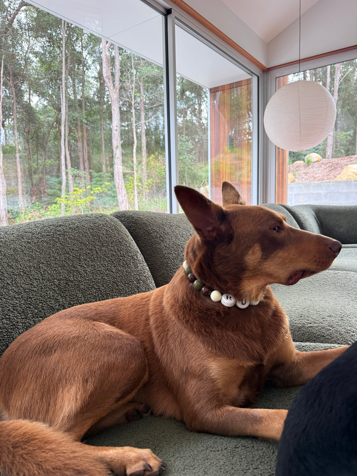 Kelpie