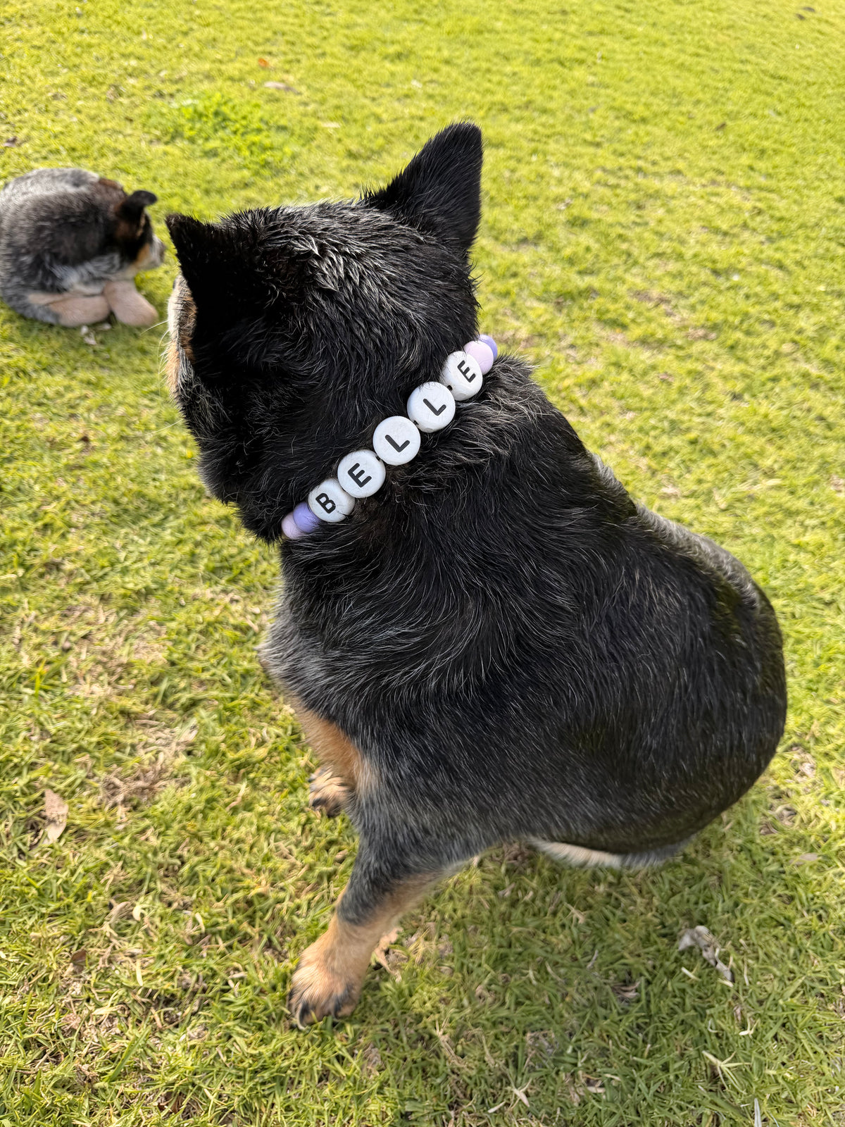 Cattle Dog